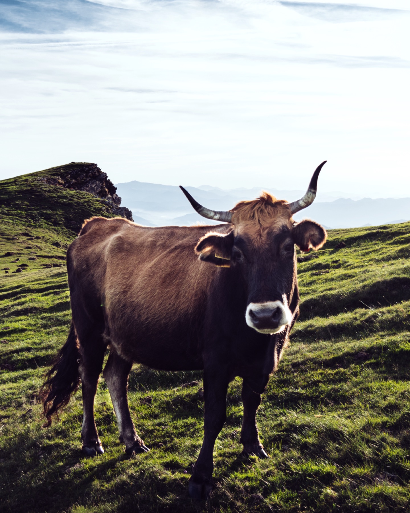 En ko med horn står på en grön kulle mot himlen.